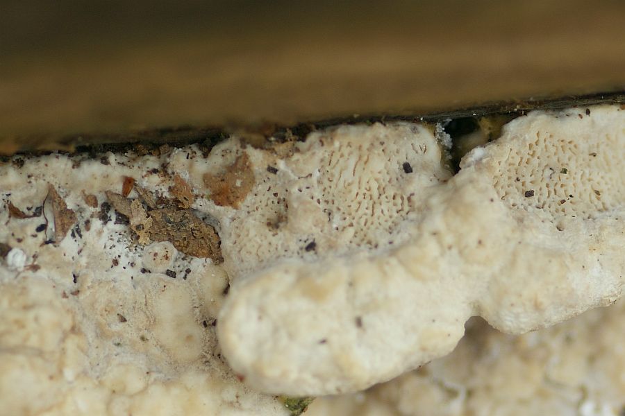 Hut-OBERSEITE mit Poren