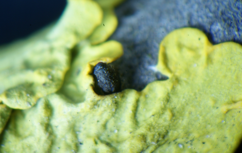 Konidienst 1 verkl.jpg