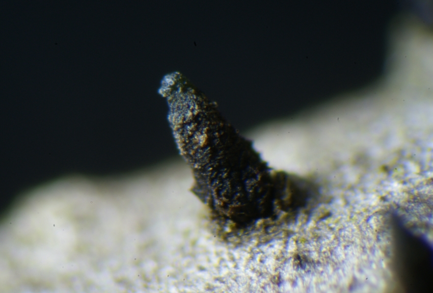 Konidienst 2 verkl.jpg