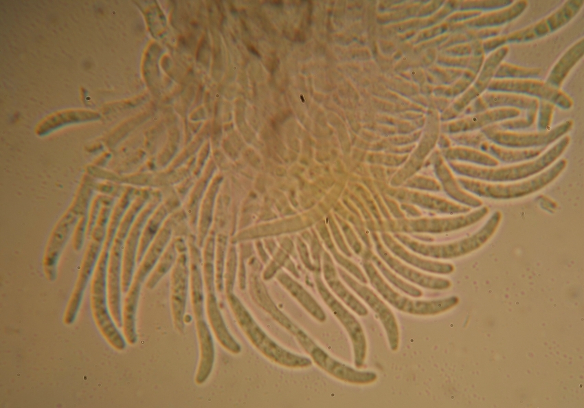 Konidienst 3 verkl.jpg