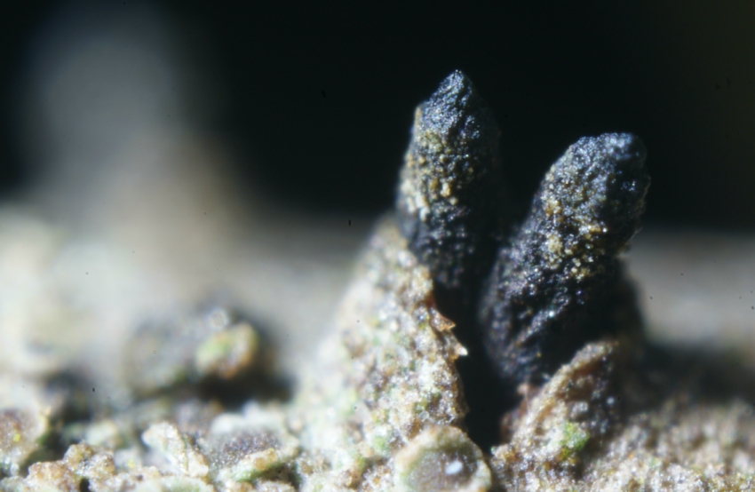 Corniculariella 4 verkl2.jpg