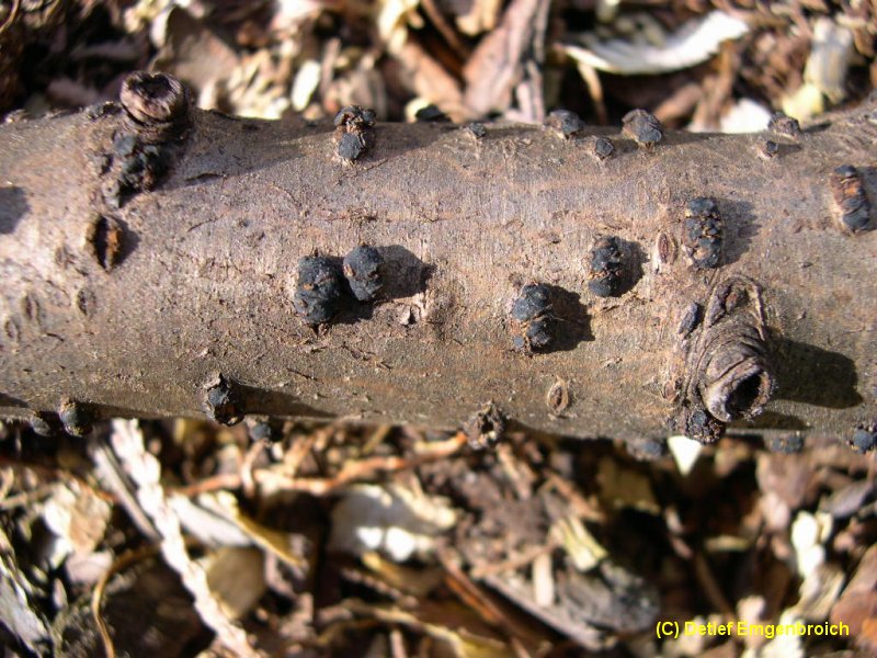 Dermea cerasi-2.3.6.3.1.5a.jpg