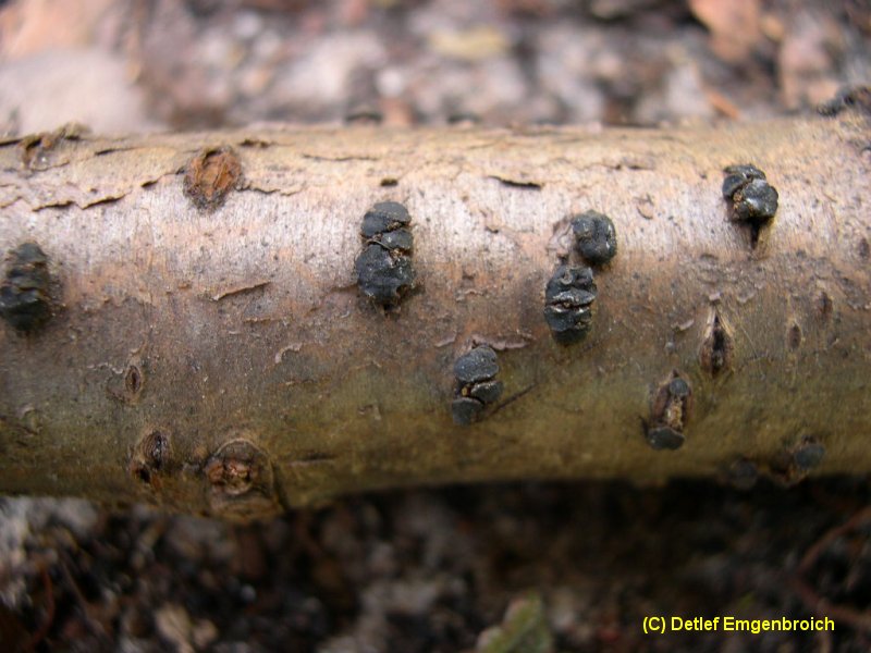 Dermea cerasi-2.3.6.3.1.5b.jpg