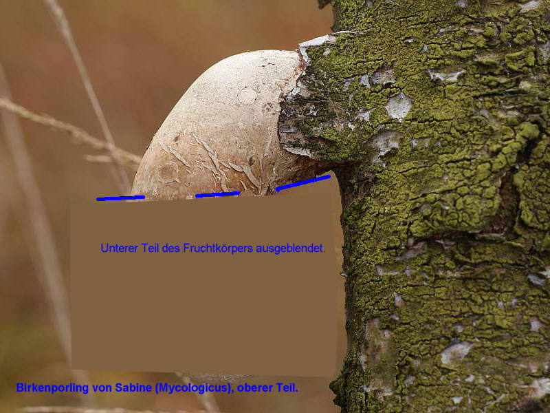 BirkenporlingVon Sabine(oberer Teil).jpg