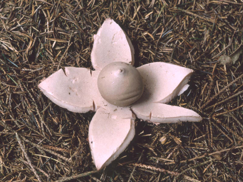 (1) Geastrum rufescens (Rötender Erdstern)