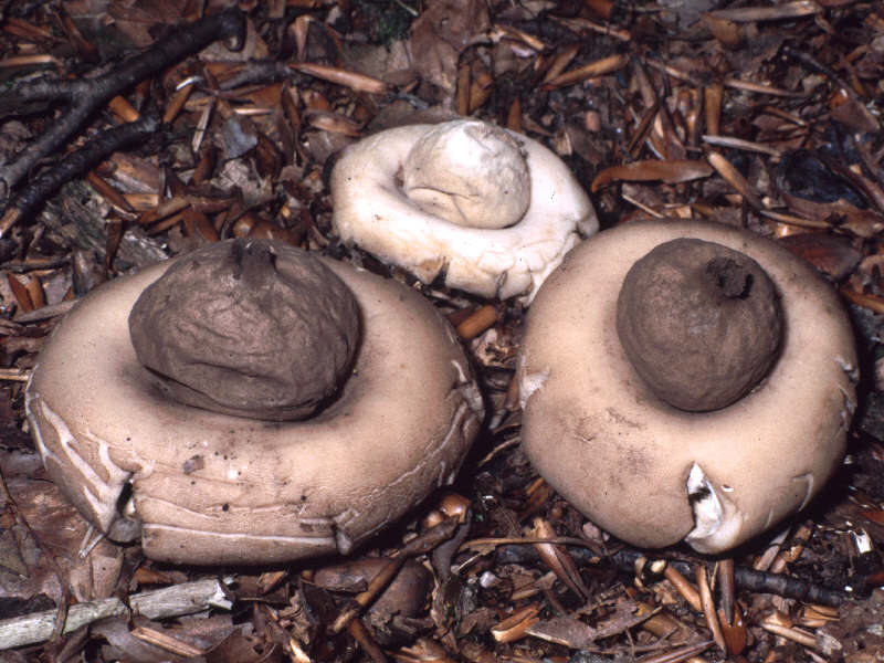 Geastrum fimbriatum