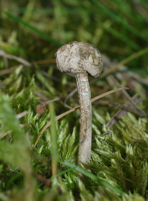 IMGP8027-Pilz-Seite.jpg