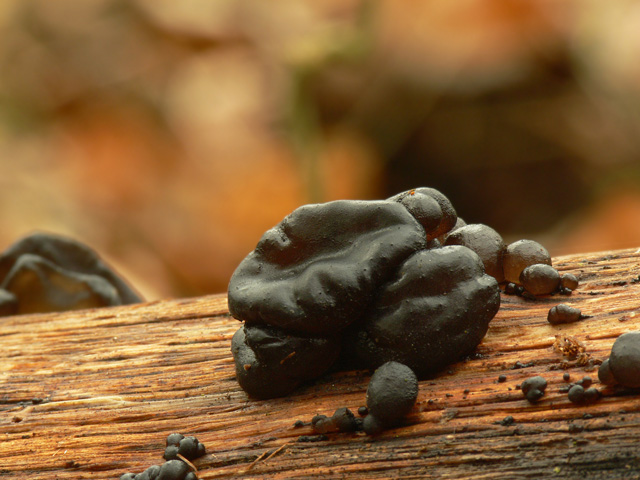 Exidia_truncata_.jpg