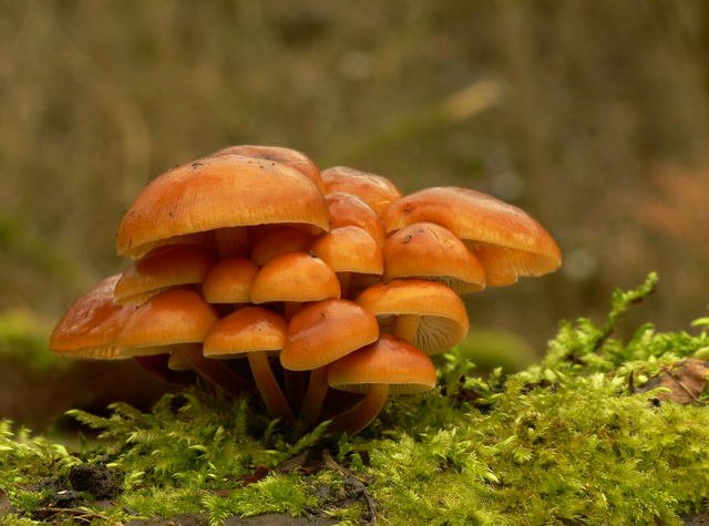 Flammulina_velutipes_003a.jpg