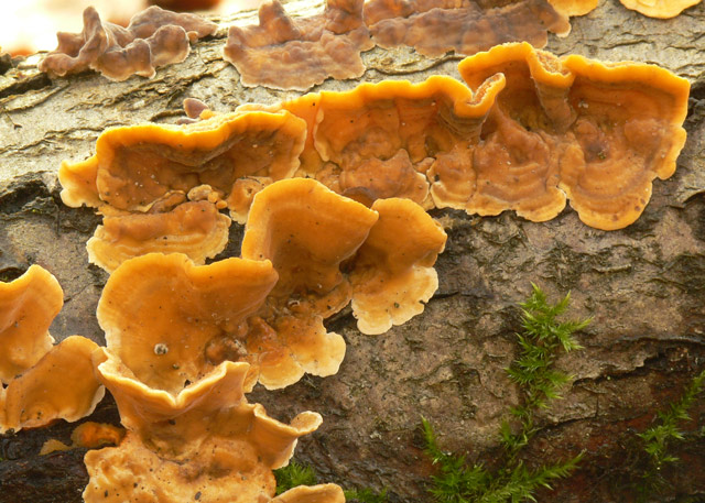 Stereum_hirsutum_009.jpg