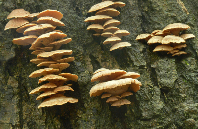 Panellus_stypticus_001.jpg