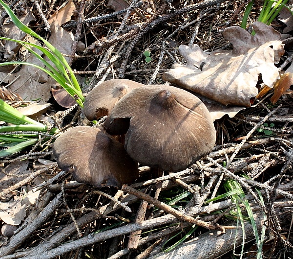 Entoloma hirtipes2.jpg