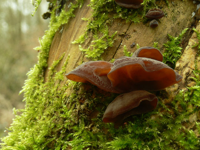 Auricularia-auricula_judae_.jpg