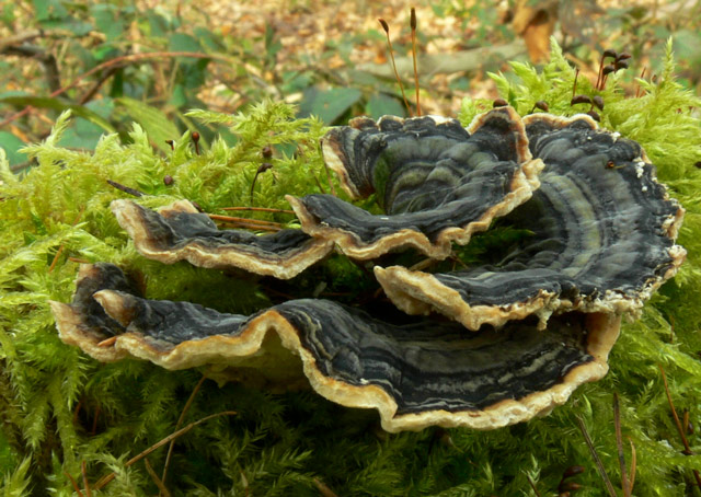 Trametes_versicolor_015.jpg