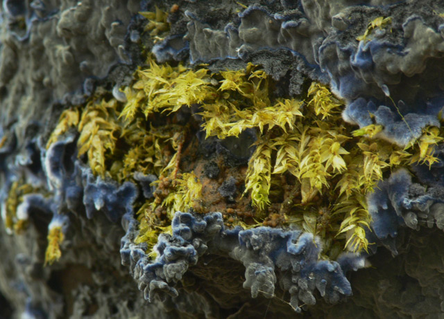 Terana_caerulea_023.jpg