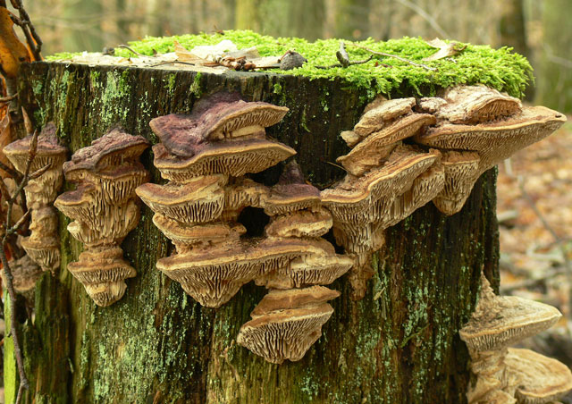 Daedalea_quercina_007.jpg