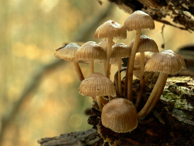 Mycena_tintinnabulum_010.jpg