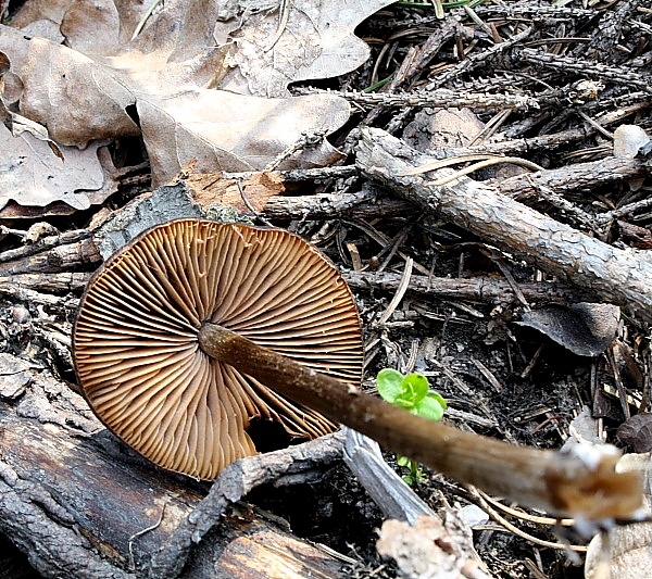 Entoloma hirtipes3.jpg