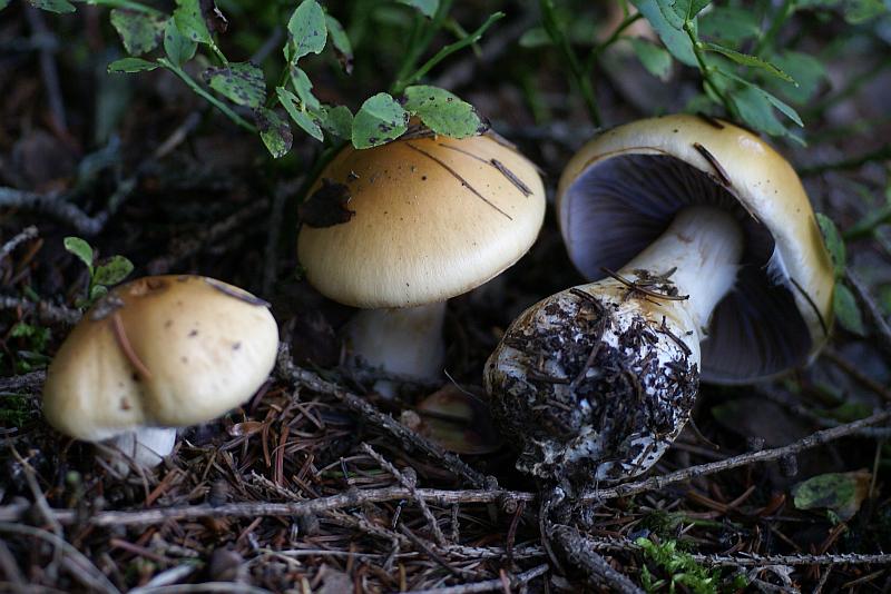 2007-09-10 #0891-w Cortinarius varius Ziegelgelber Schleimkopf.jpg