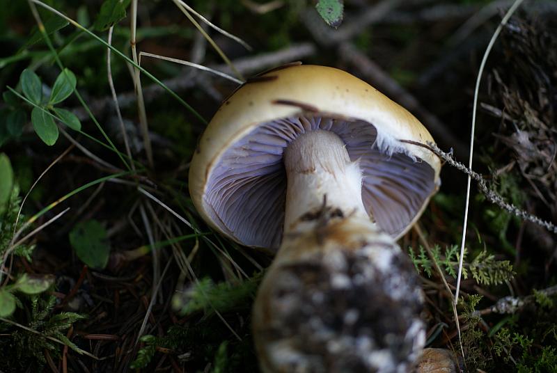 2007-09-10 #0892-w Cortinarius varius Zeigelgelber Schleimkopf.jpg