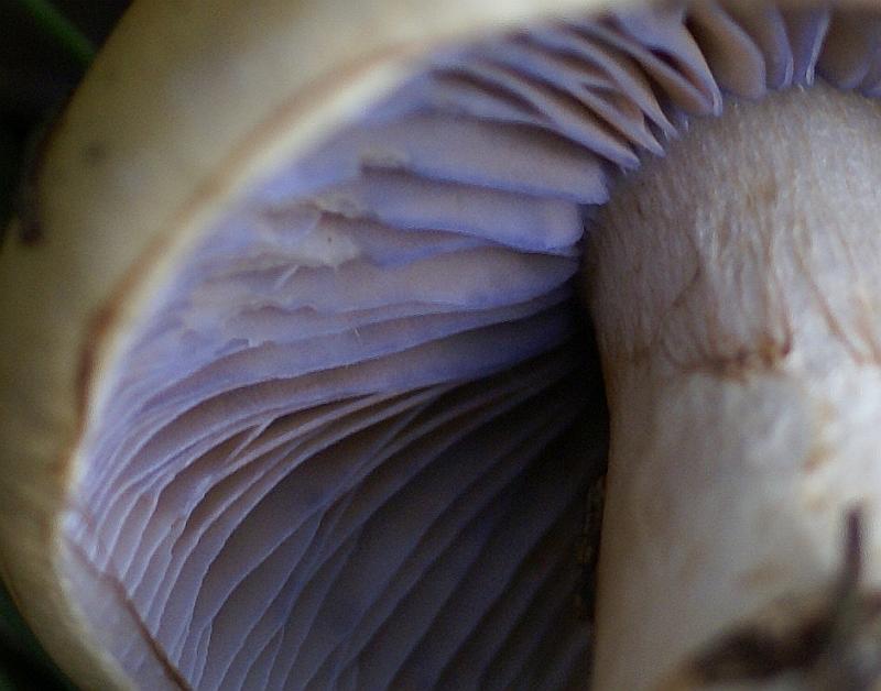 2007-09-10 #0892-w2 Cortinarius varius Zeigelgelber Schleimkopf.jpg