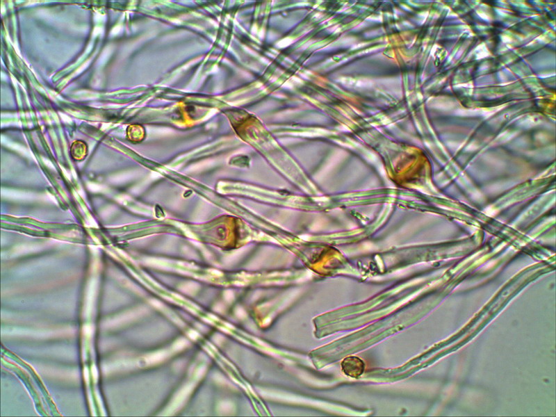 Tulostoma brumale Winterstielbovist