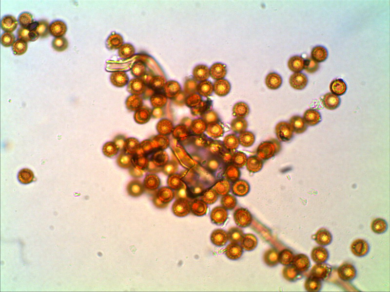 Disciseda candida Kleiner Scheibenbovist
