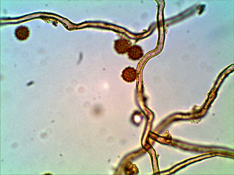 Disciseda bovista Großer Scheibenbovist
