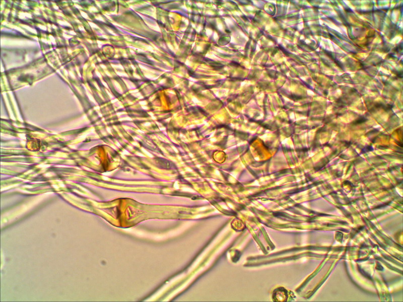 Tulostoma brumale 1000 04.jpg