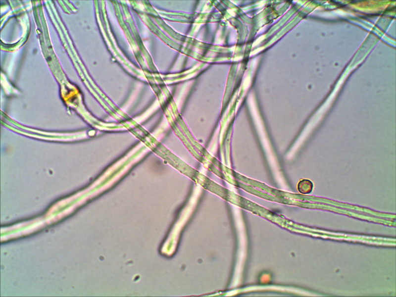 Tulostoma brumale 1000 05.jpg