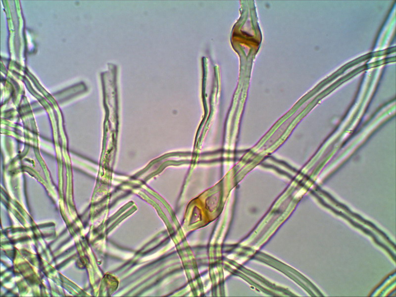 Tulostoma brumale 1000 06.jpg