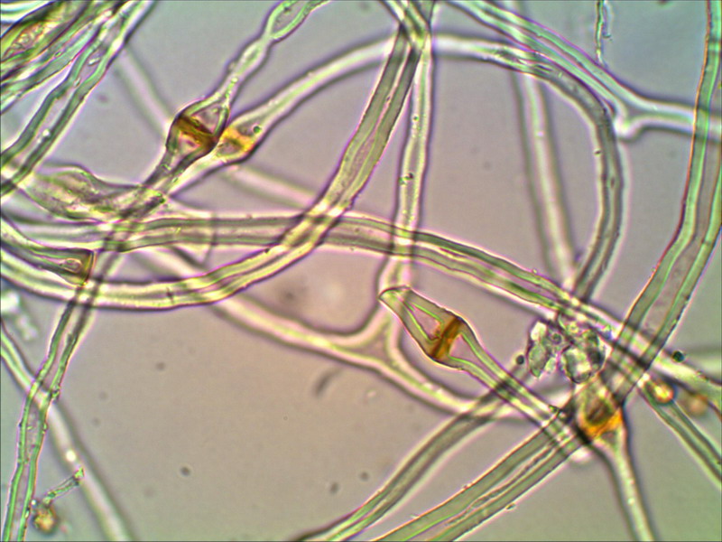 Tulostoma brumale 1000 13.jpg