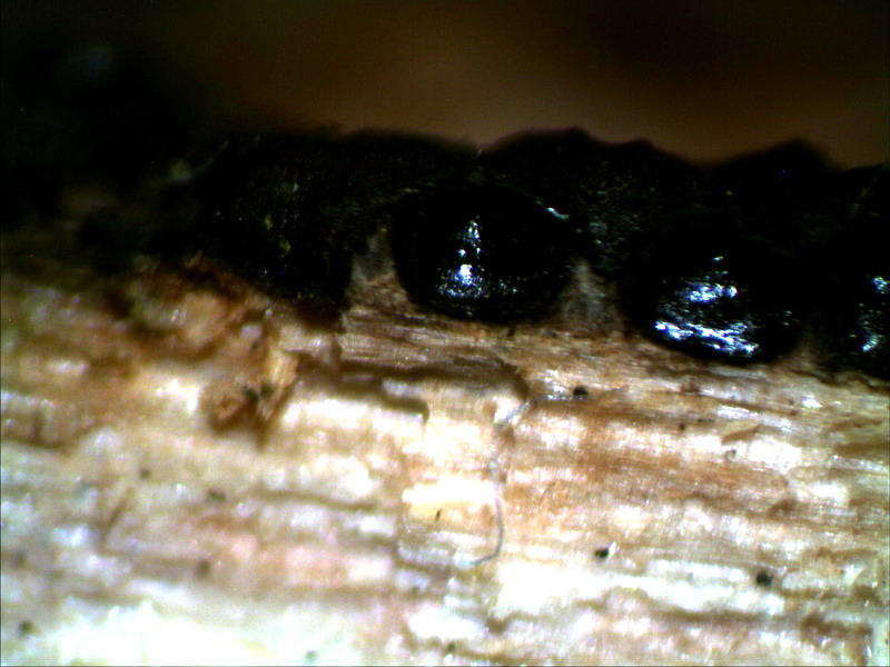 pyro flach 14n 30.jpg