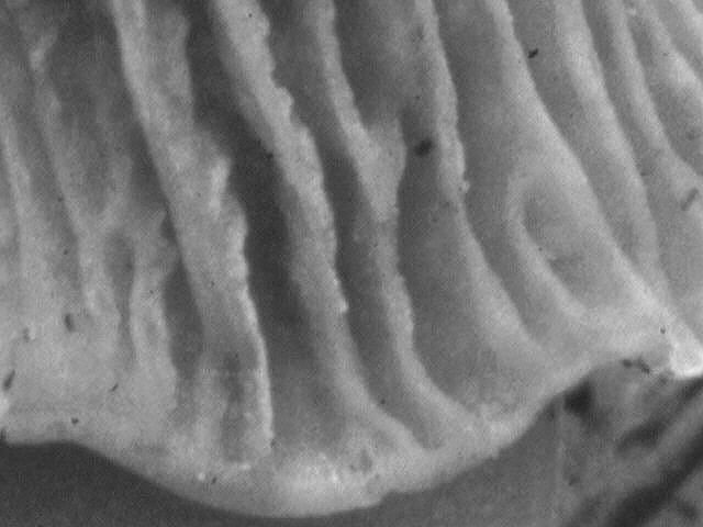 2Dia07_321_Detail_sw.jpg