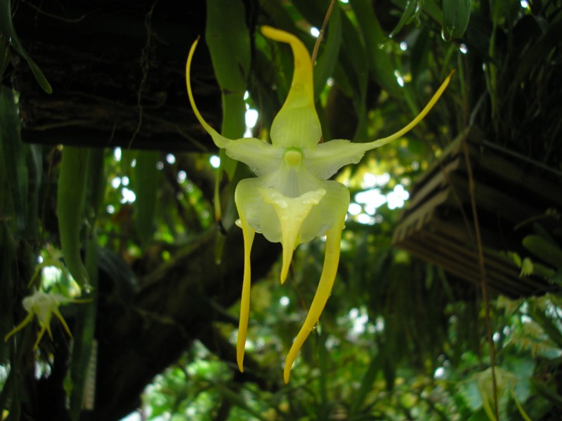 Aeranthes grandiflora.JPG