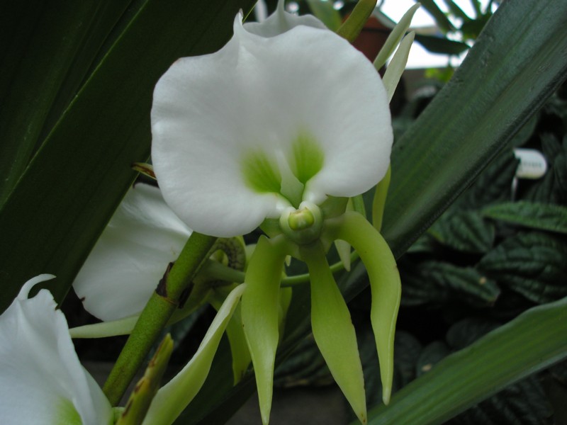 Angraecum eburneum var. superbum.JPG