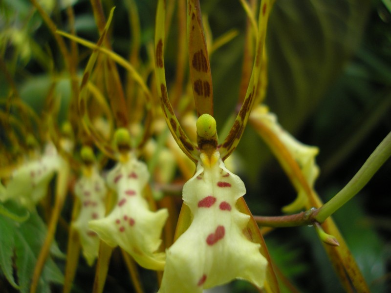 Brassia escobariana.JPG