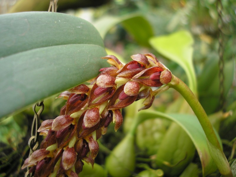 Bulbophyllum pechei.JPG