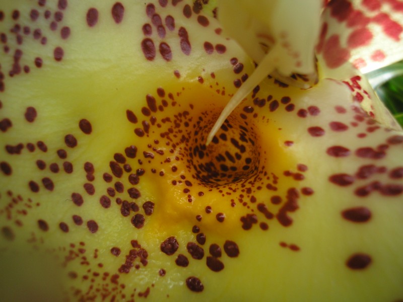 Catasetum-Hybride 'Orchiglade'.JPG