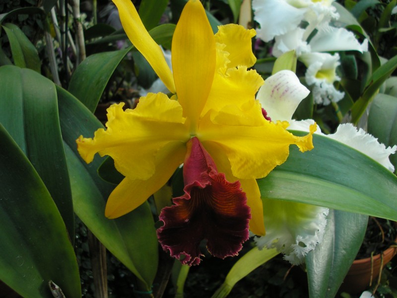 Cattleya-Hybride LC. Ocarina 'Atahualpa'.JPG