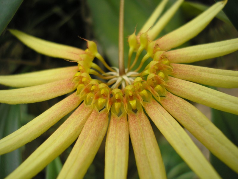 Cirrhopetalum ringabarinum.JPG