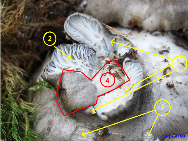 Doppelfruchtkörper und Prolifikationen auf Hygrophorus marzuolus