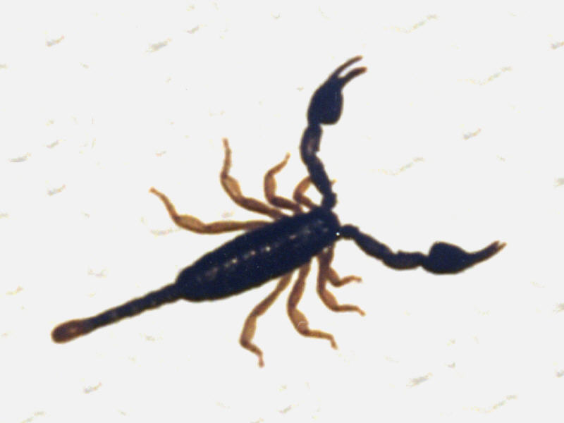 Skorpion_g.jpg