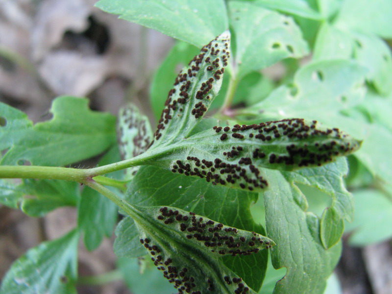 Tranzschelia fusca 001_.JPG