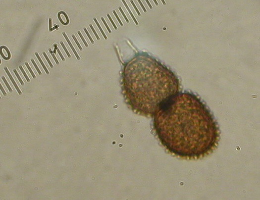 Tranzschelia fusca 02-.jpg