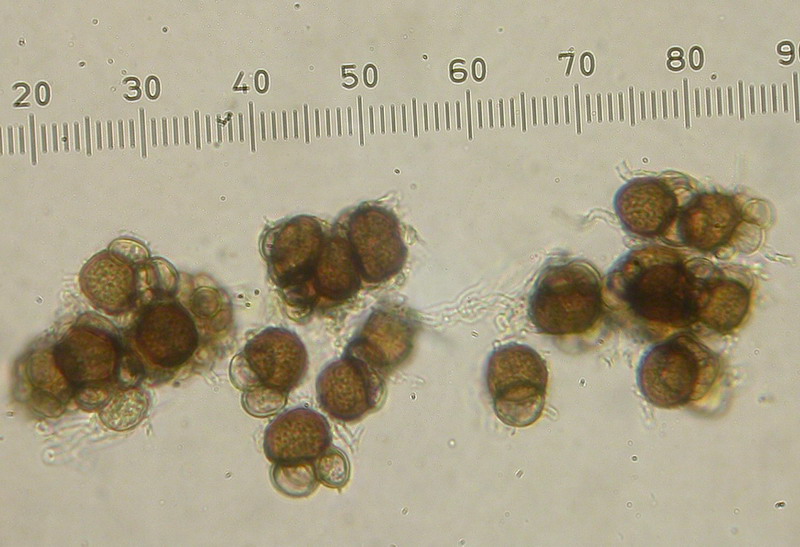 Urocystis anemonis 2.jpg