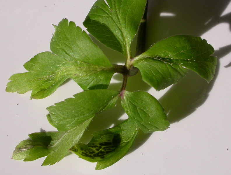 Urocystis anemones .jpg