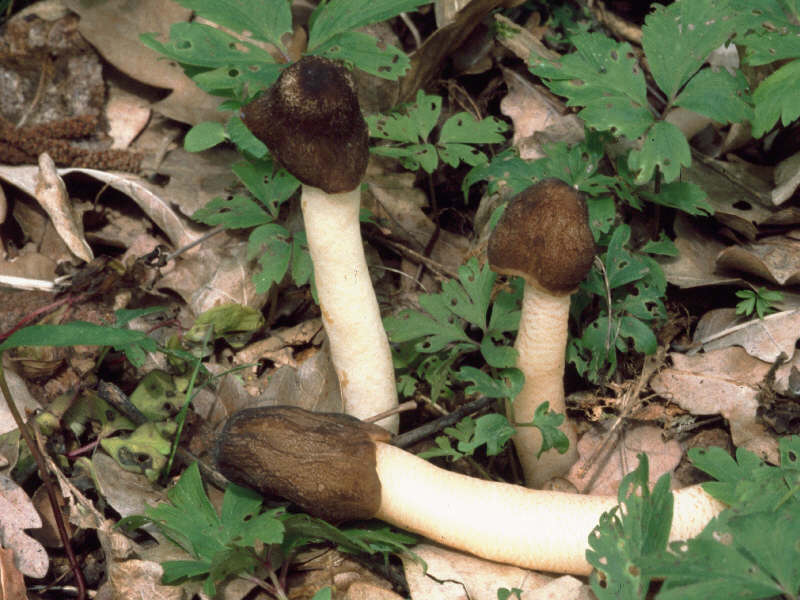 2Dia07_316-Verpa_conica_gs.jpg
