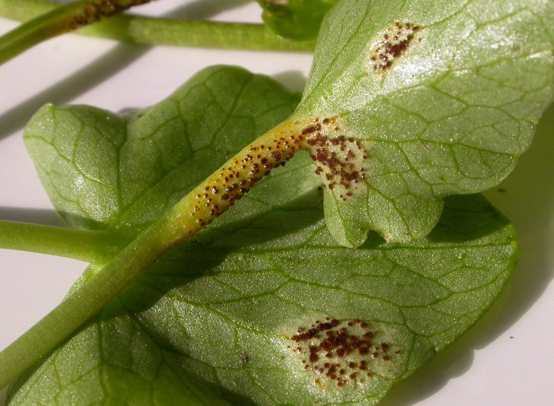 Uromyces ficariae .jpg