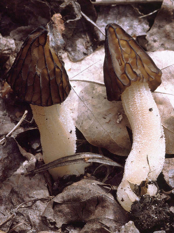 2Dia07_310_Morchella_gigas_g.jpg